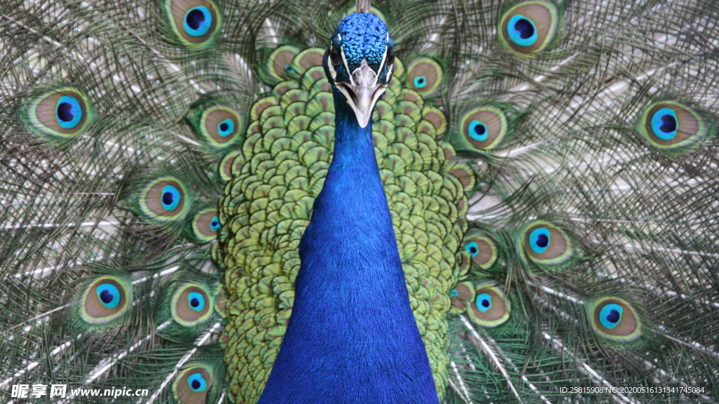 孔雀空山鸟语图片