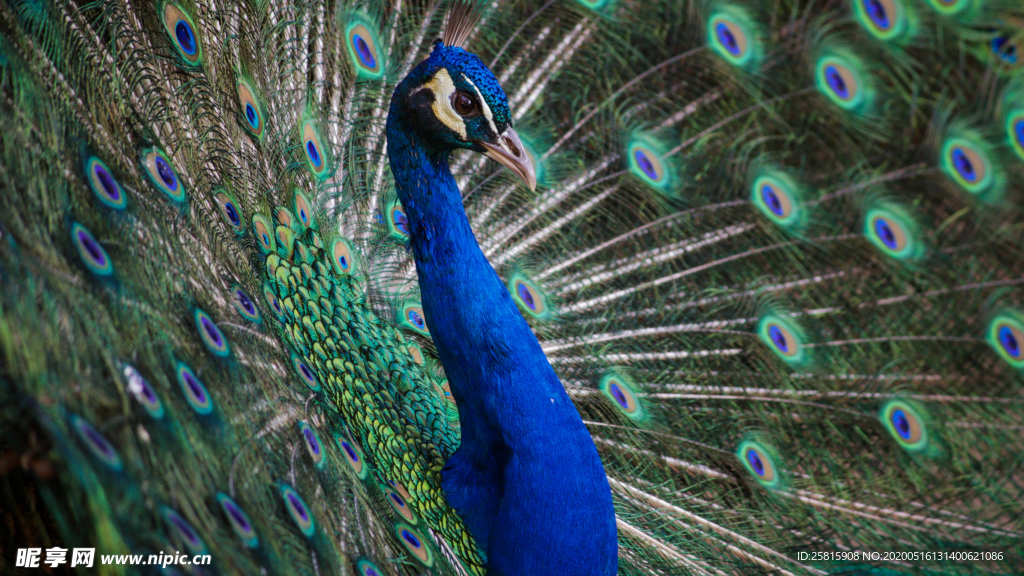 孔雀空山鸟语图片