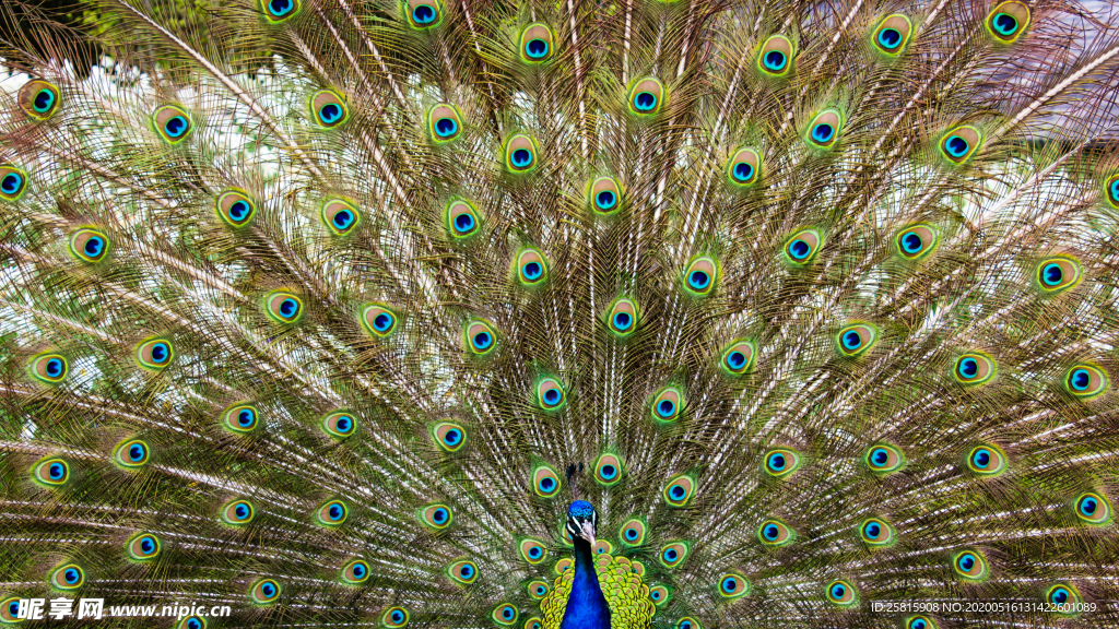 孔雀空山鸟语图片