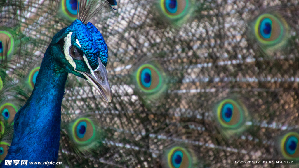 孔雀空山鸟语图片