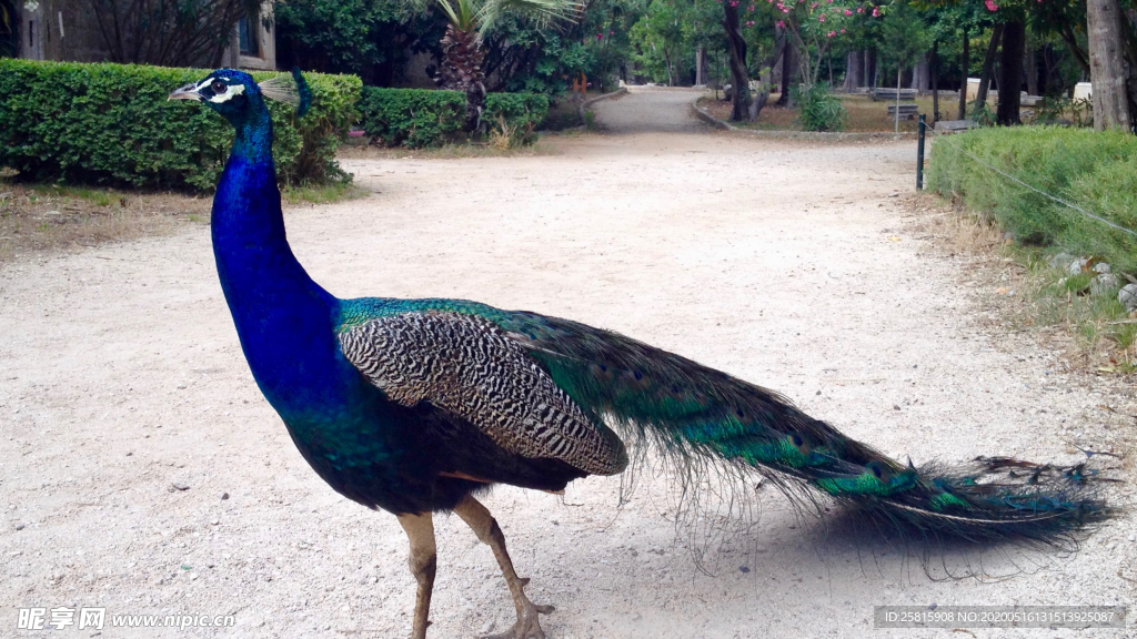 孔雀空山鸟语图片