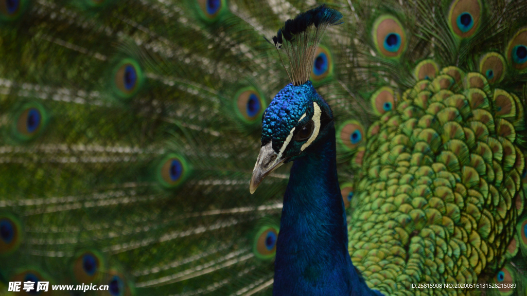 孔雀空山鸟语图片