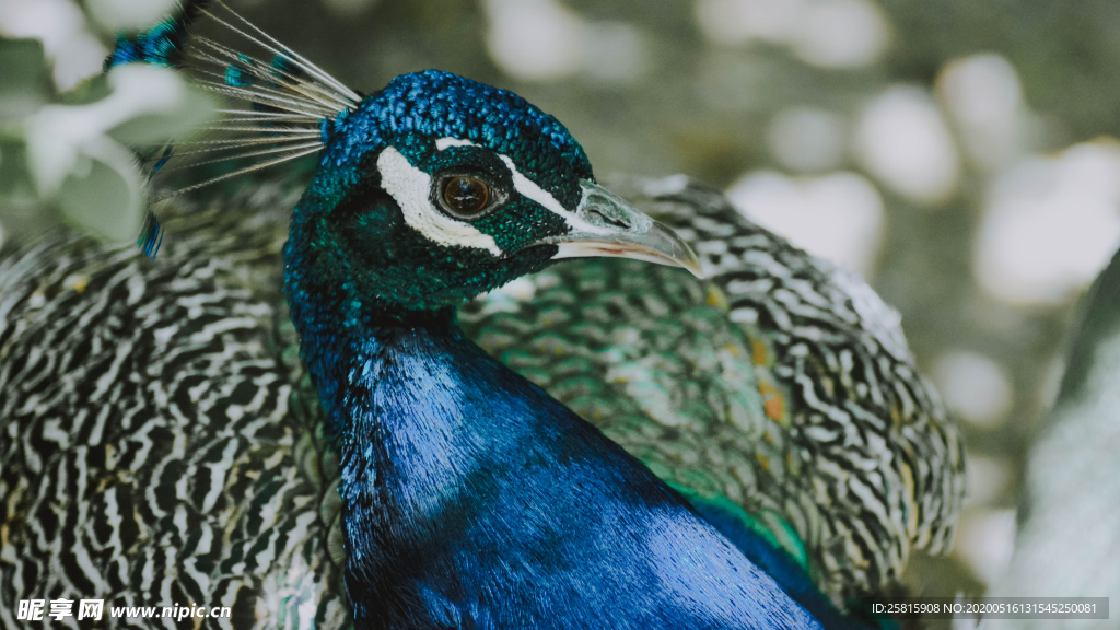 孔雀空山鸟语图片
