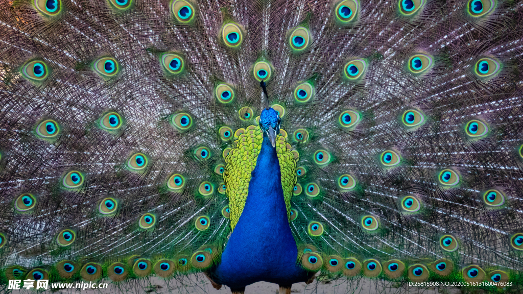 孔雀空山鸟语图片