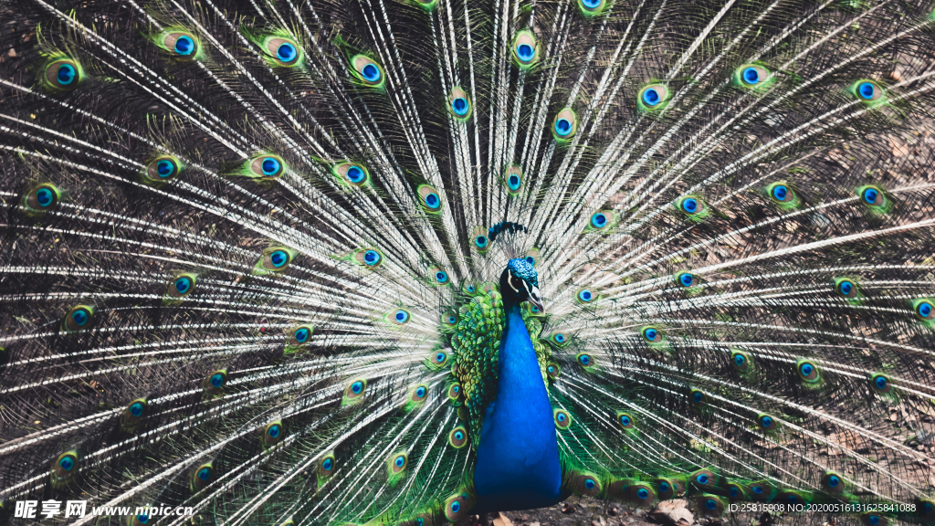 孔雀空山鸟语图片