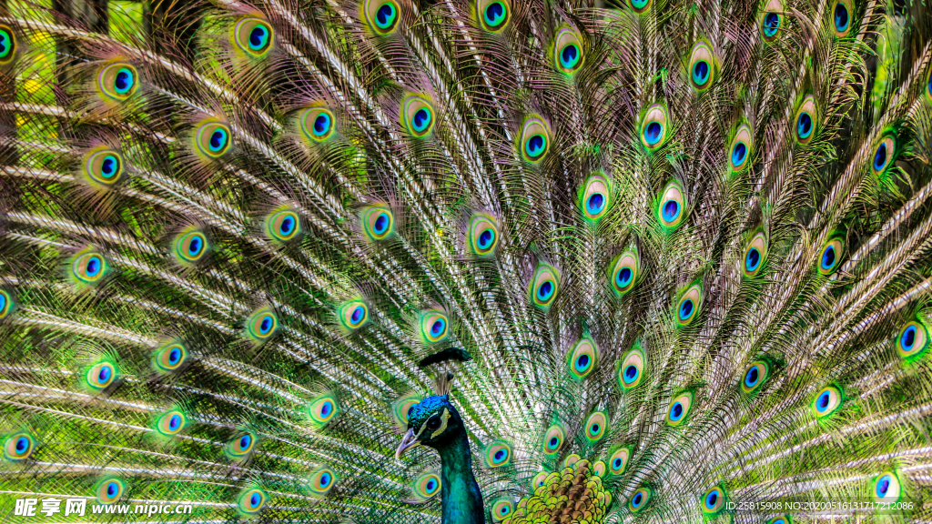 孔雀空山鸟语图片