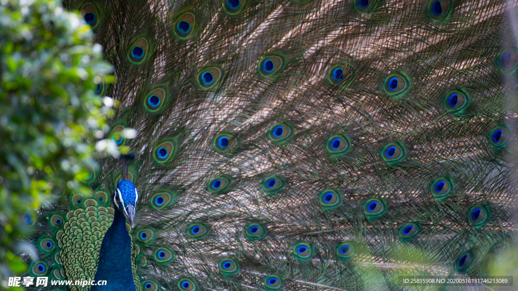 孔雀空山鸟语图片