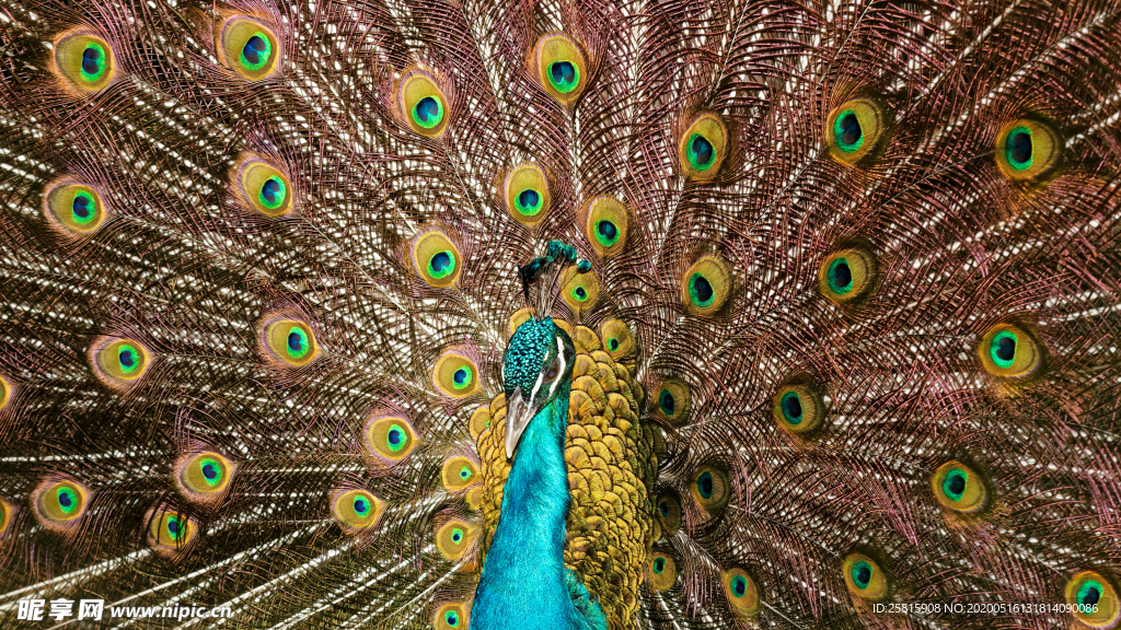 孔雀空山鸟语图片