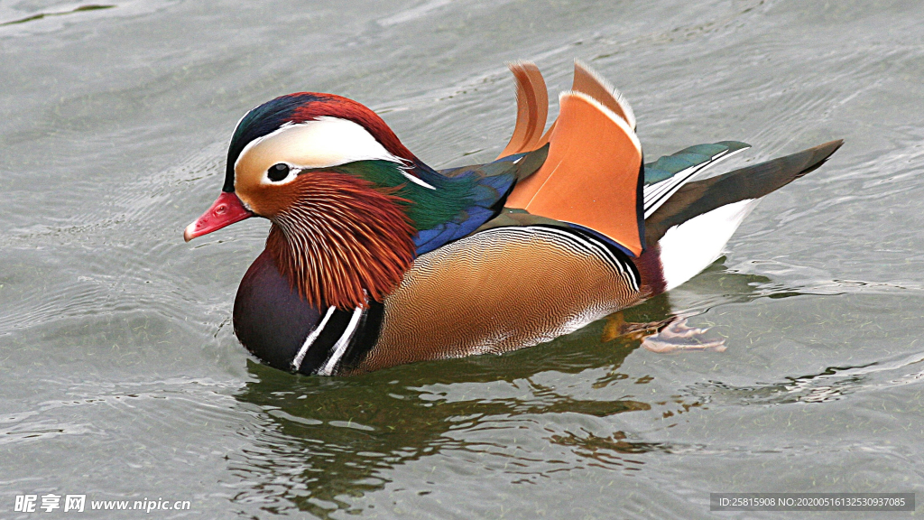 鸳鸯空山鸟语图片