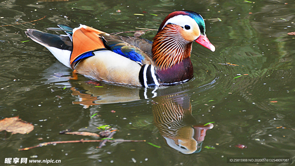 鸳鸯空山鸟语图片