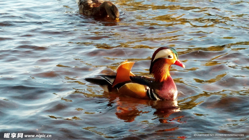 鸳鸯空山鸟语图片