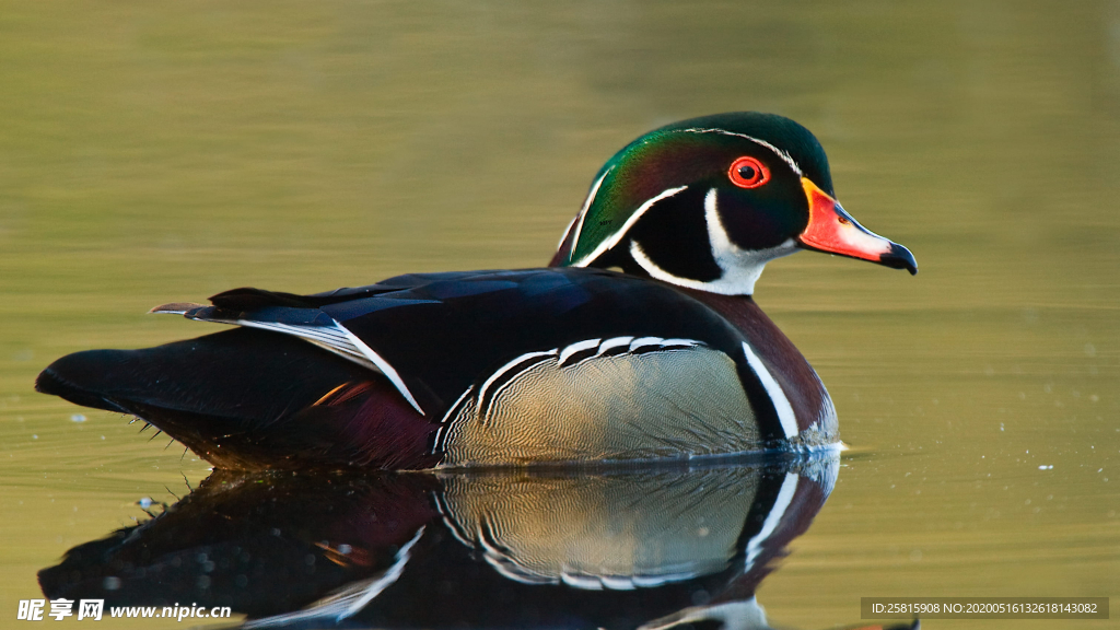 鸳鸯空山鸟语图片