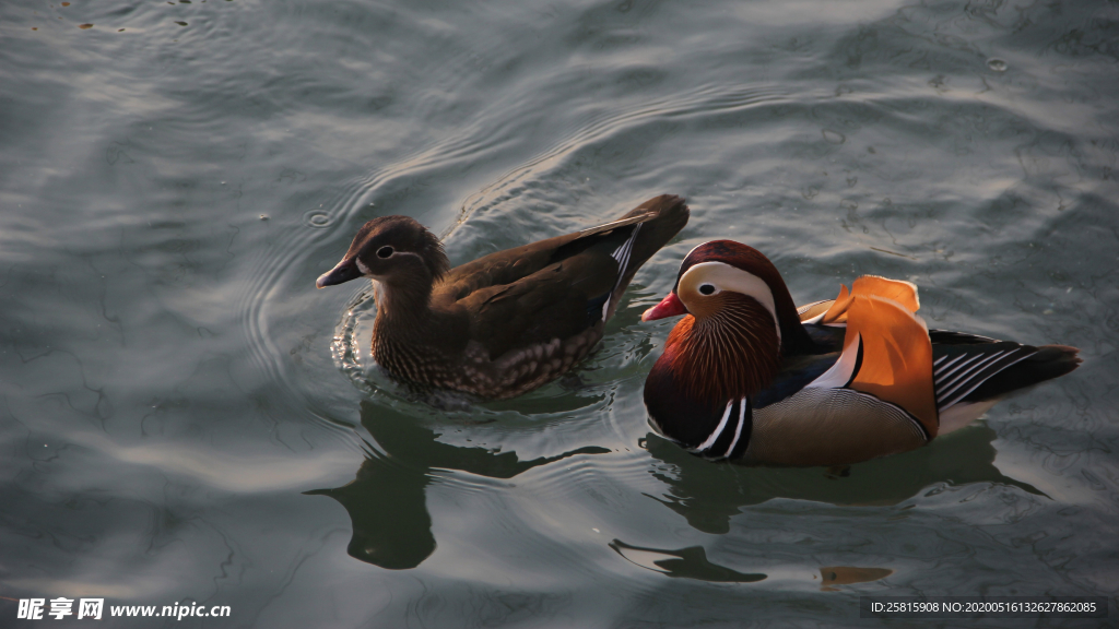 鸳鸯空山鸟语图片