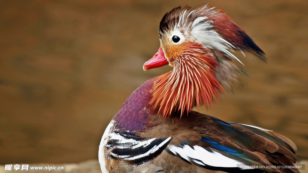 鸳鸯空山鸟语图片