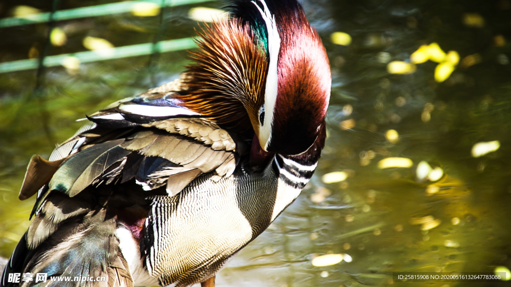 鸳鸯空山鸟语图片