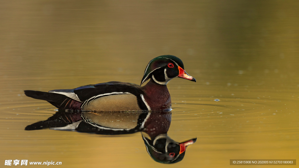 鸳鸯空山鸟语图片