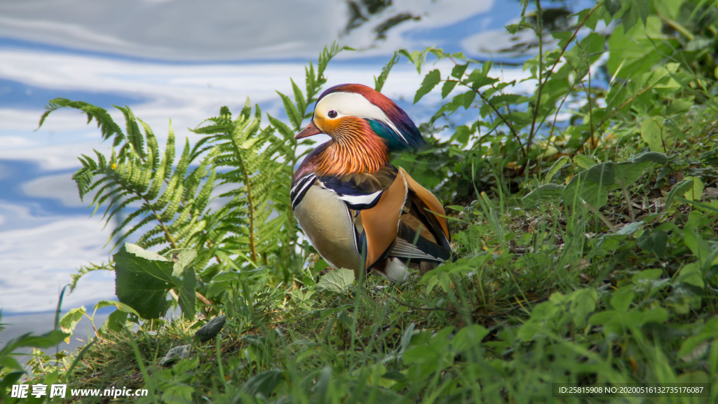 鸳鸯空山鸟语图片