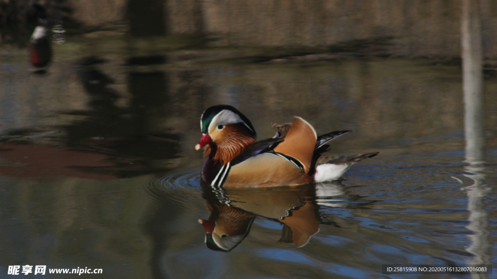 鸳鸯空山鸟语图片