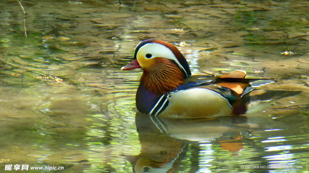鸳鸯空山鸟语图片