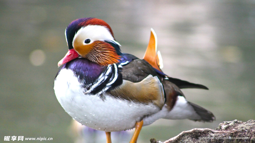鸳鸯空山鸟语图片