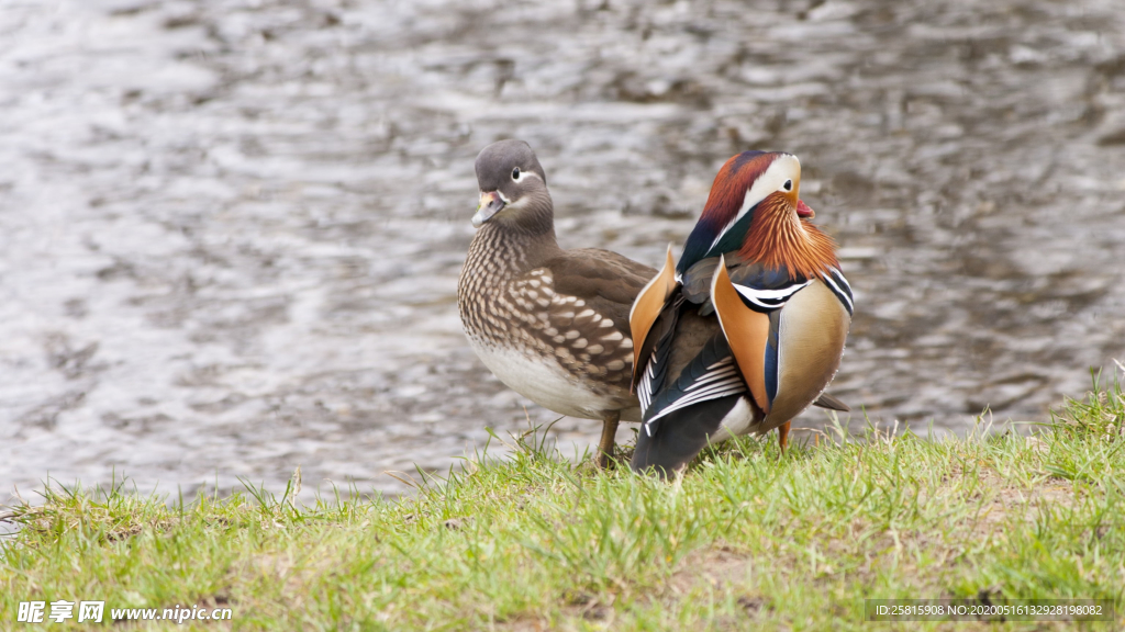 鸳鸯空山鸟语图片