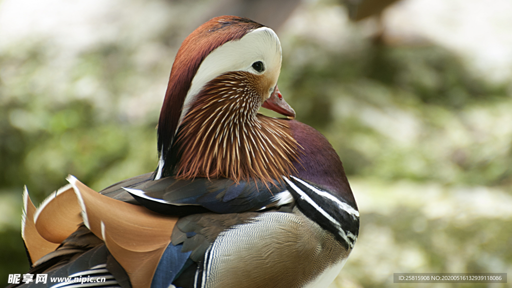 鸳鸯空山鸟语图片