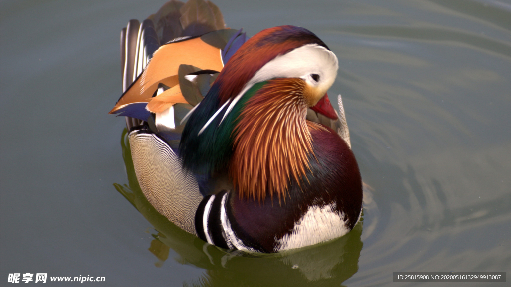 鸳鸯空山鸟语图片