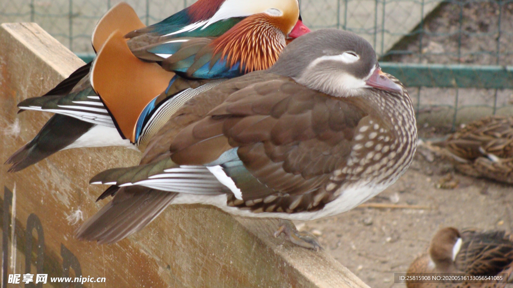 鸳鸯空山鸟语图片