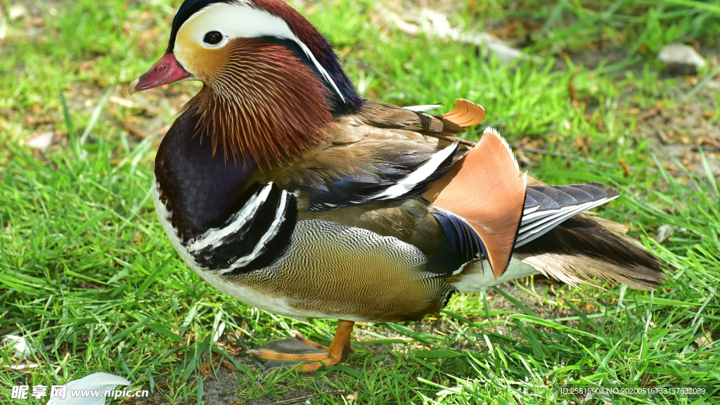 鸳鸯空山鸟语图片