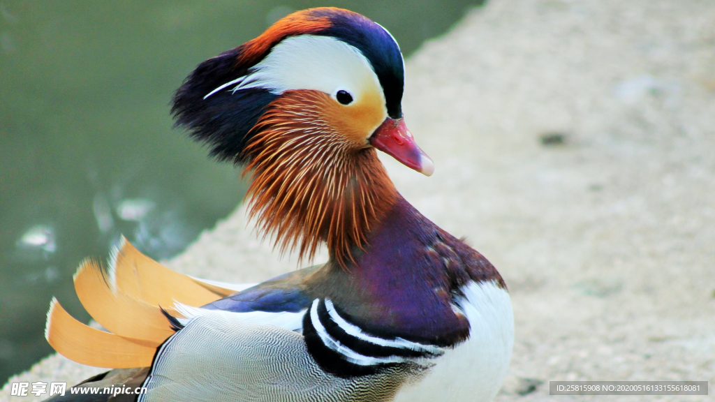 鸳鸯空山鸟语图片