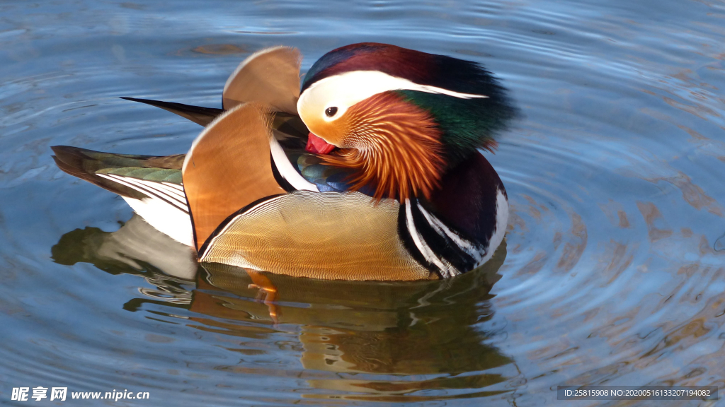 鸳鸯空山鸟语图片