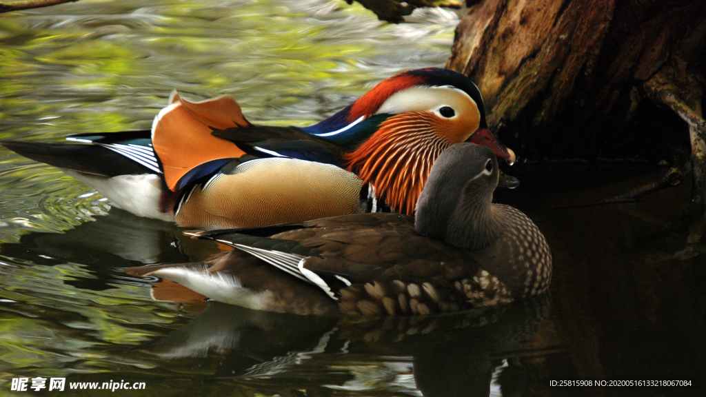 鸳鸯空山鸟语图片