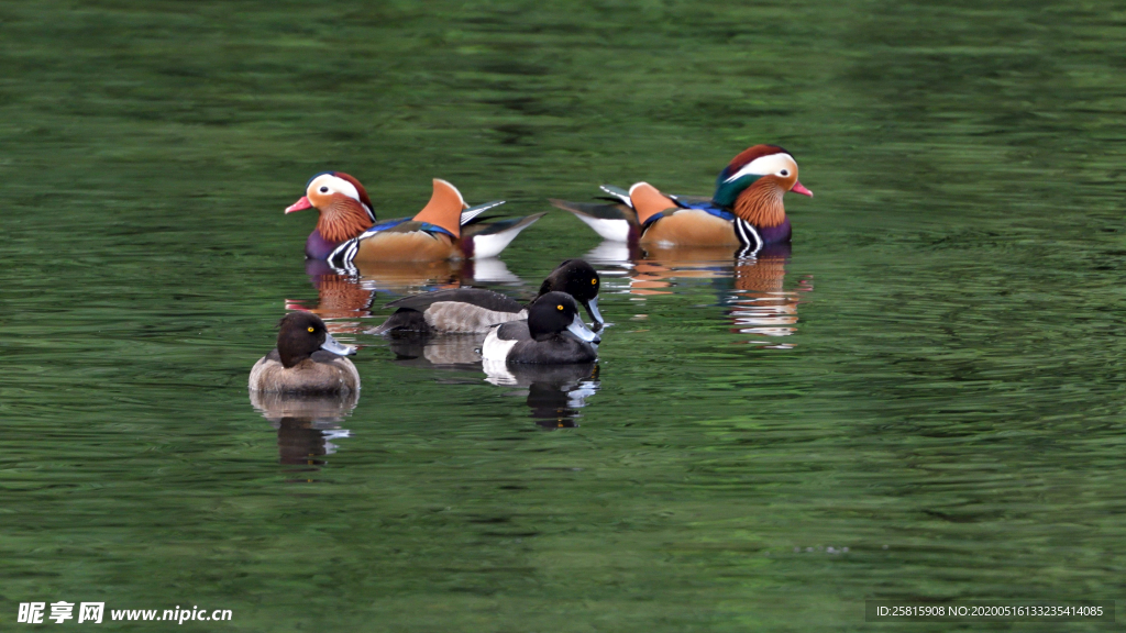 鸳鸯空山鸟语图片