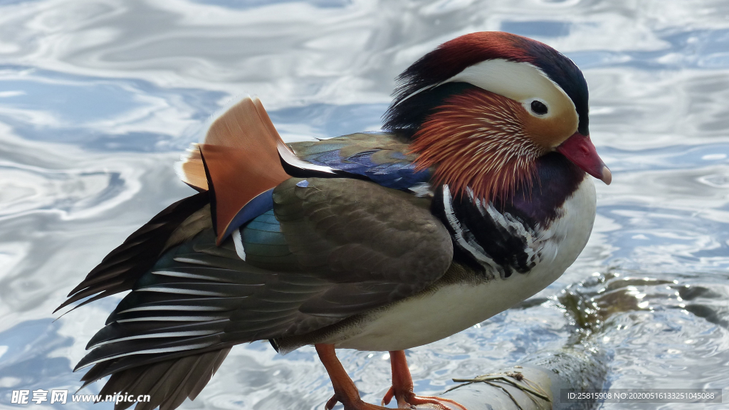 鸳鸯空山鸟语图片