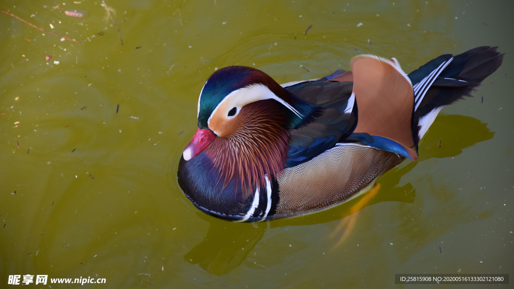 鸳鸯空山鸟语图片