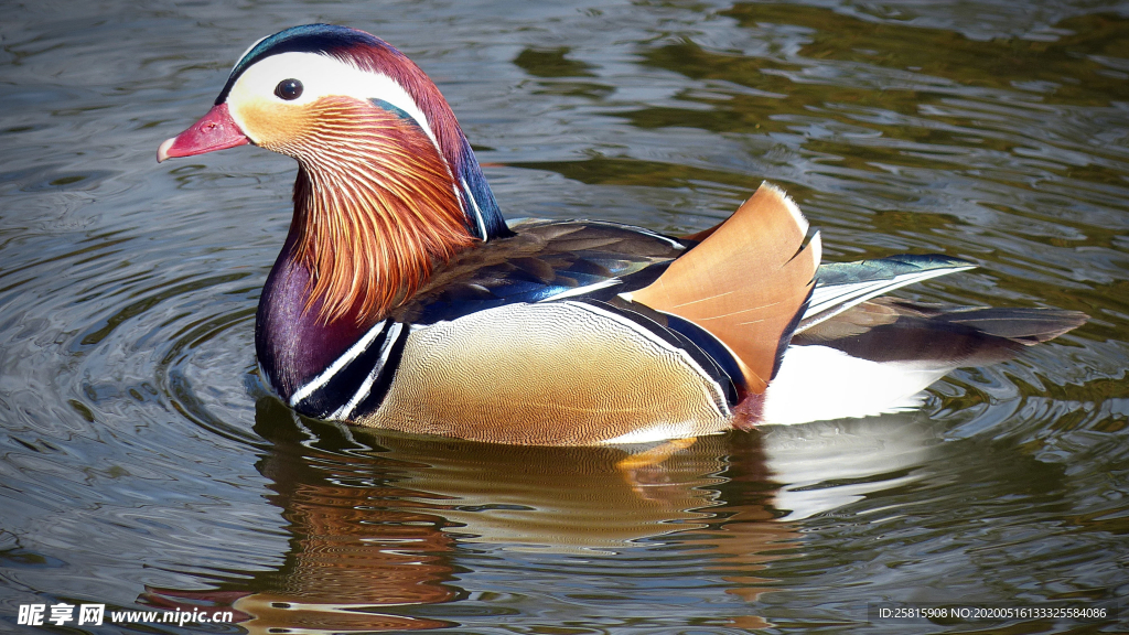 鸳鸯空山鸟语图片