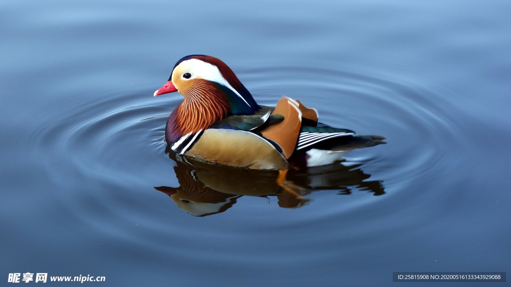鸳鸯空山鸟语图片