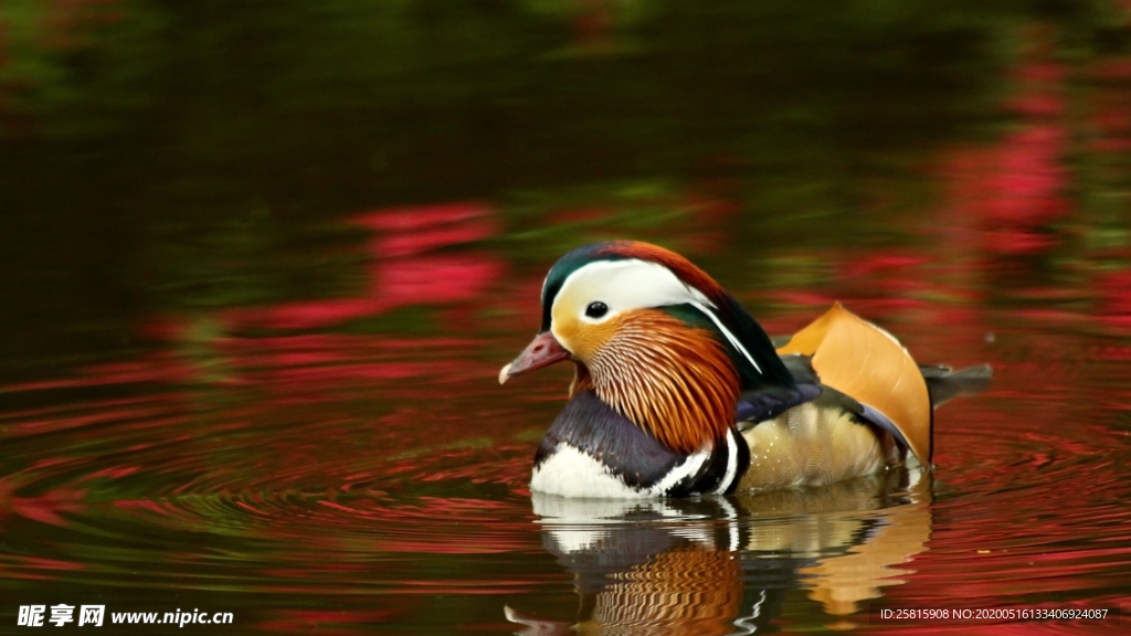 鸳鸯空山鸟语图片