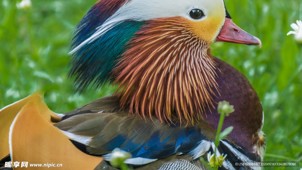 鸳鸯空山鸟语图片