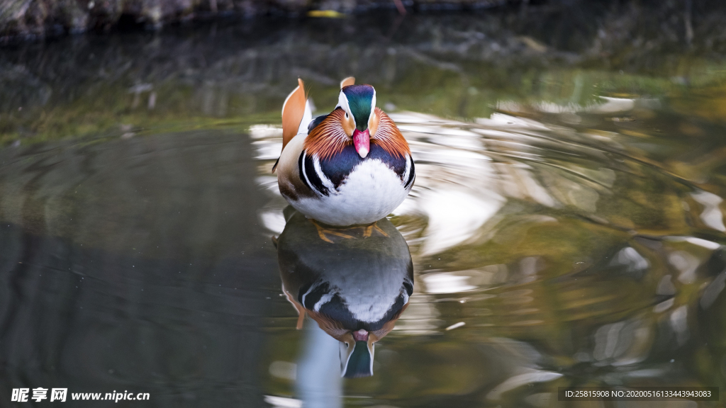 鸳鸯空山鸟语图片