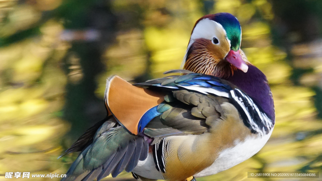 鸳鸯空山鸟语图片