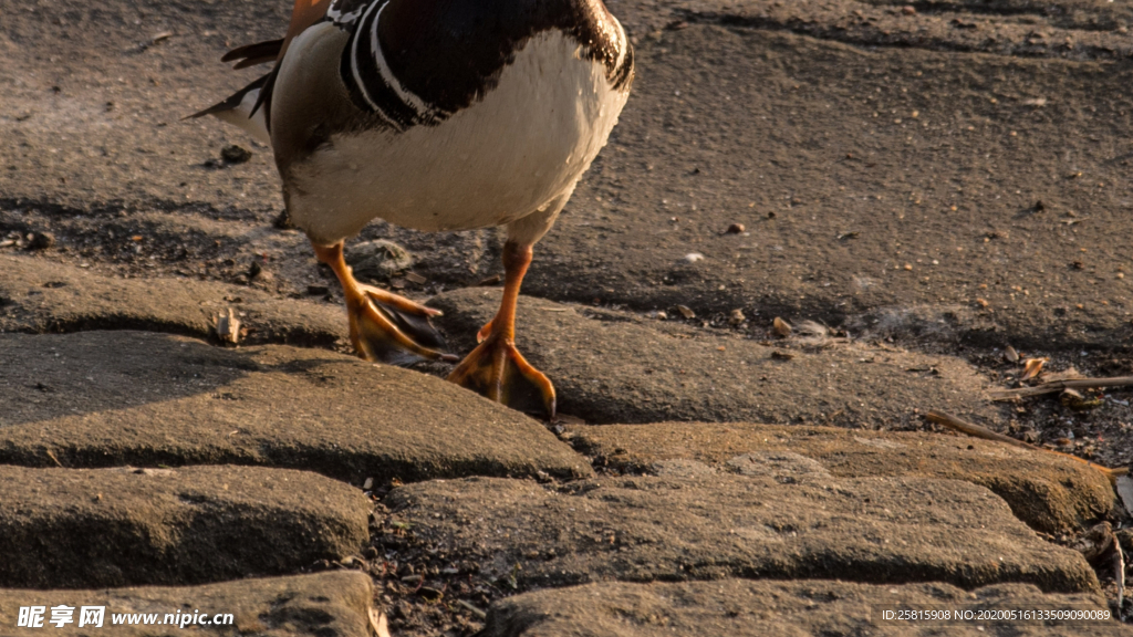 鸳鸯空山鸟语图片