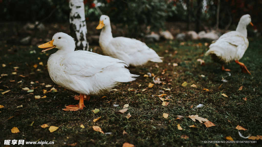 鸭子空山鸟语图片