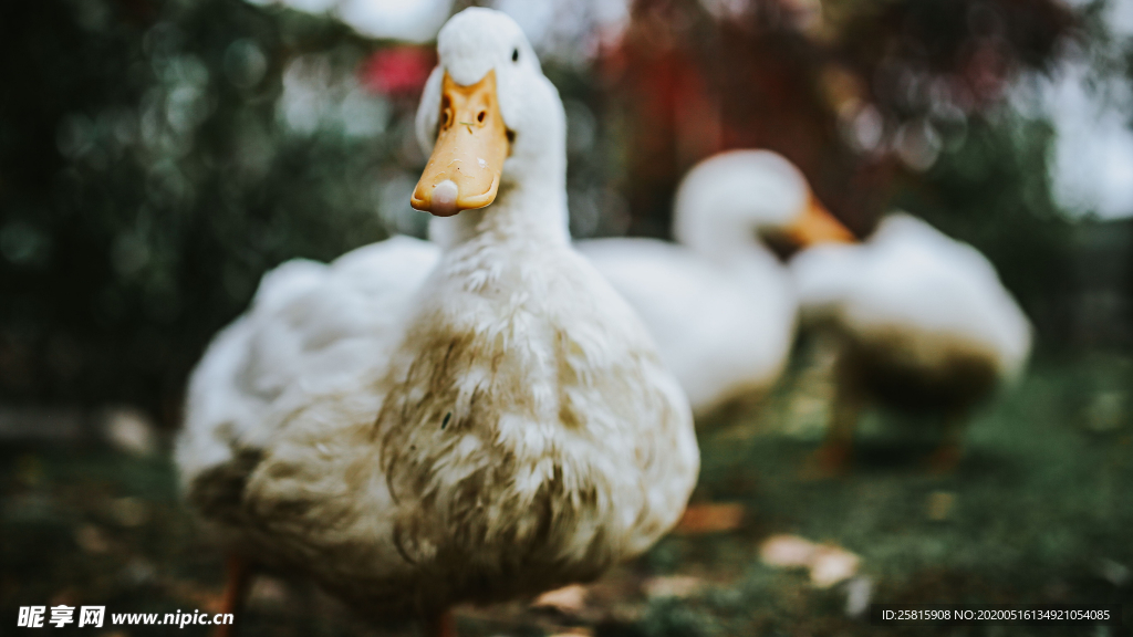鸭子空山鸟语图片