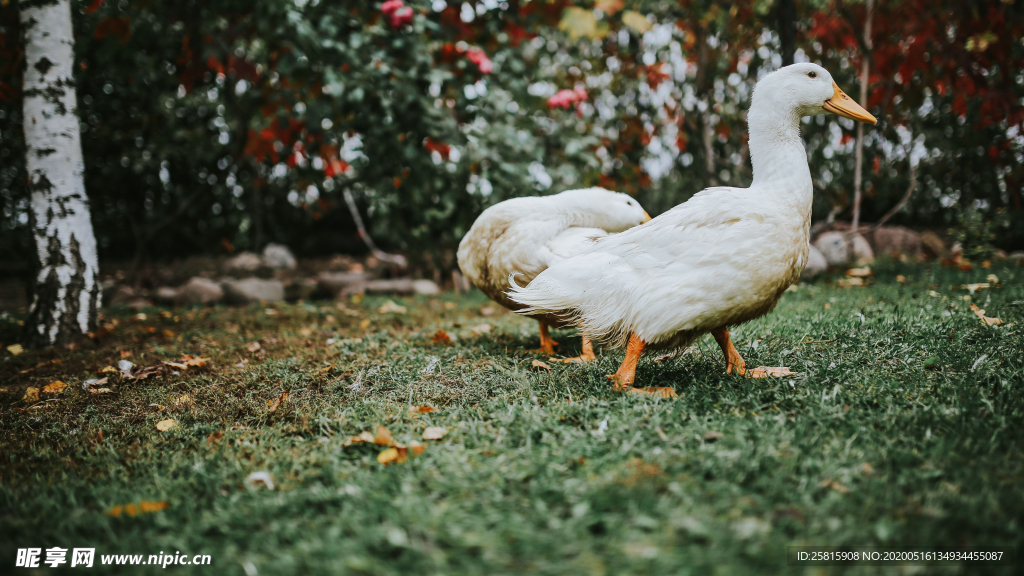 鸭子空山鸟语图片
