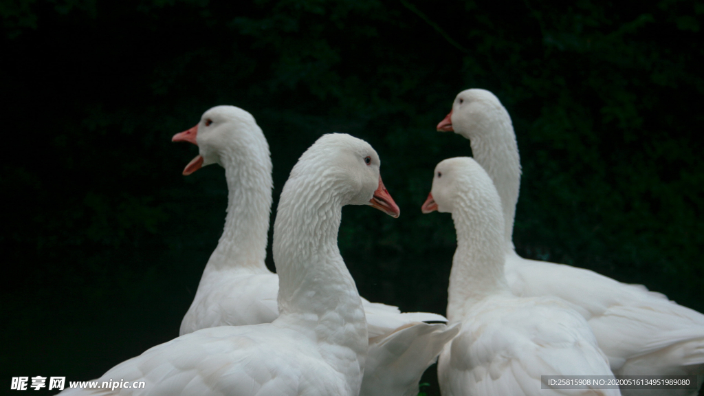 鸭子空山鸟语图片