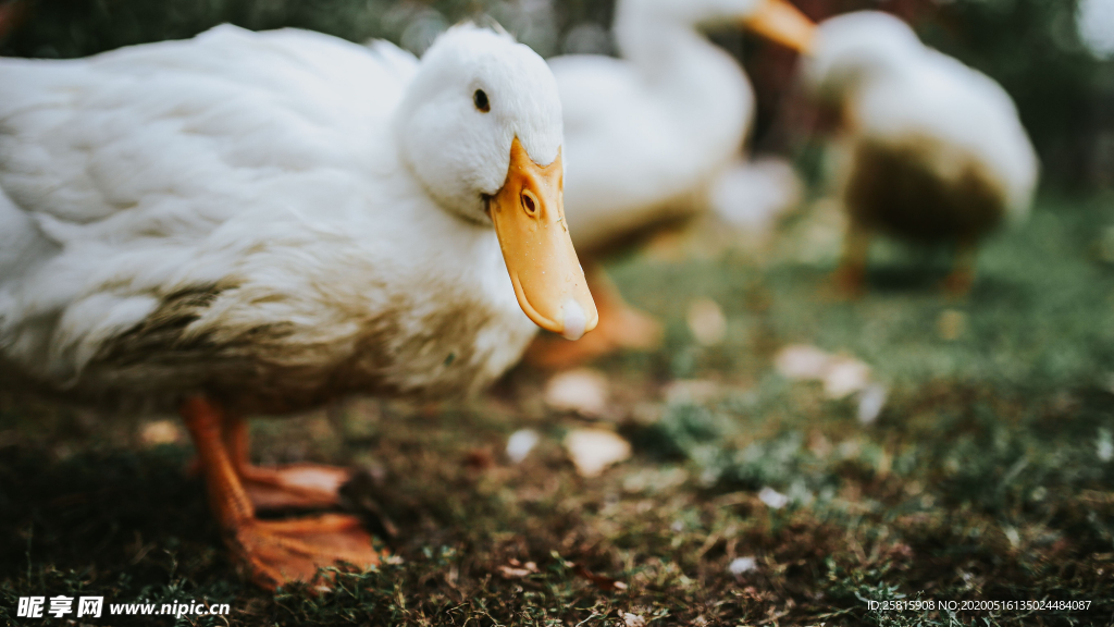 鸭子空山鸟语图片