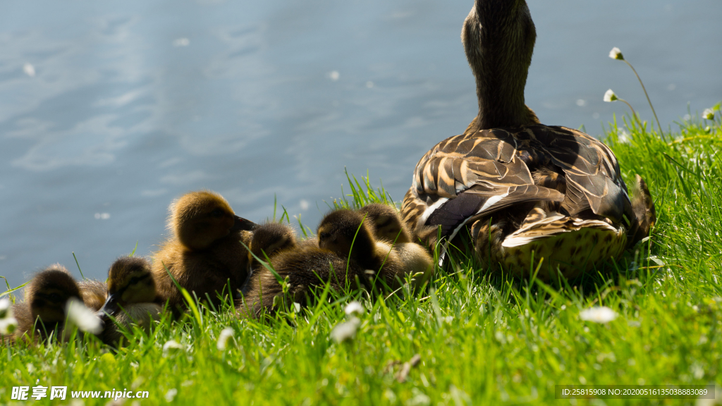鸭子空山鸟语图片