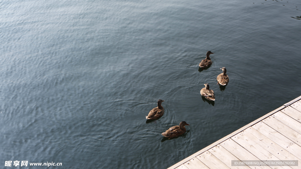鸭子空山鸟语图片