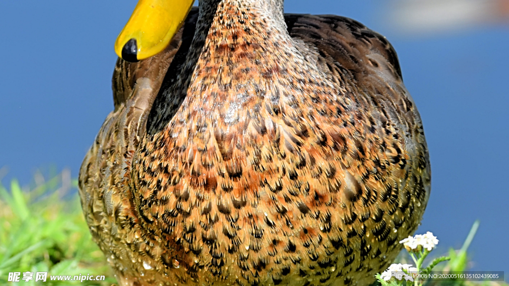 鸭子空山鸟语图片